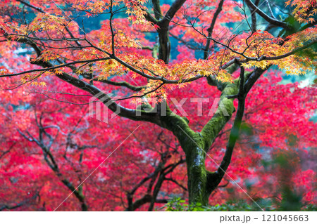 もみじが美しい紅葉スポット 121045663