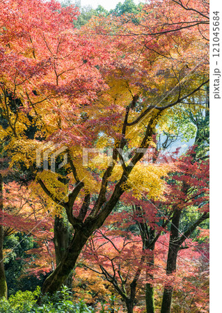 もみじが美しい紅葉スポット 121045684
