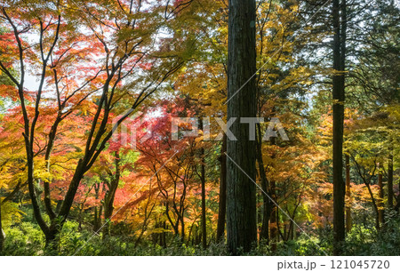 もみじが美しい紅葉スポット 121045720