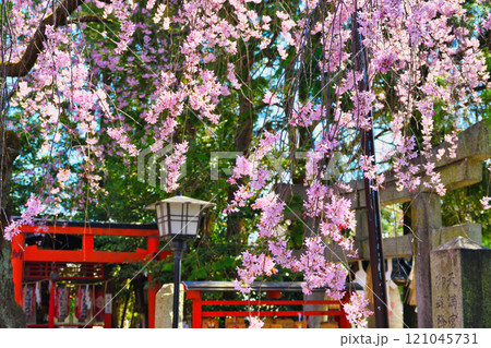 水火天満宮　美しい枝垂れ桜（京都府京都市上京区） 121045731