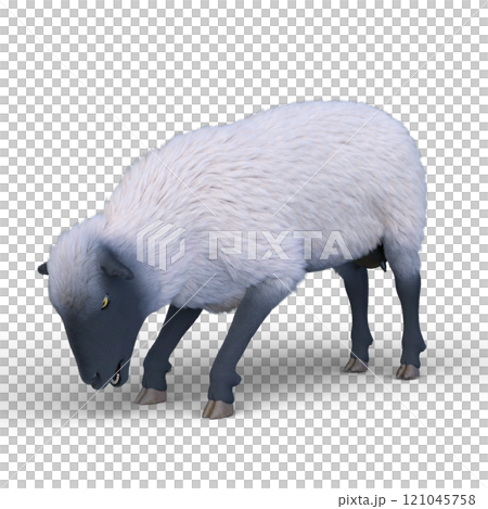 Sheep Sheep 121045758