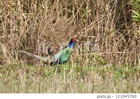 キジ pheasant / Japan 121045760