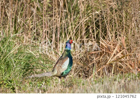 キジ pheasant / Japan 121045762