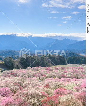 いなべ市農業公園・桃源郷 121045781