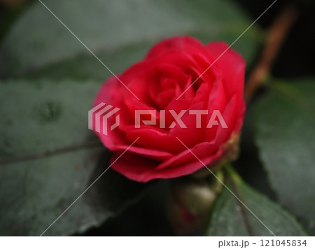 やさしげな赤い山茶花 121045834