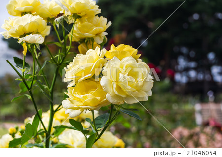 黄色いバラ 121046054