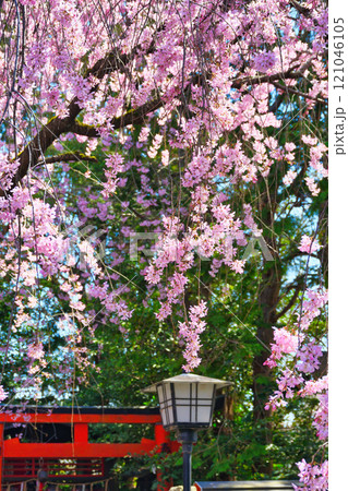 水火天満宮 美しい枝垂れ桜(京都府京都市上京区) 水火天満宮 美しい枝垂れ桜(京都府京都市上京区) 121046105