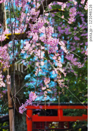 水火天満宮 美しい枝垂れ桜(京都府京都市上京区) 水火天満宮 美しい枝垂れ桜(京都府京都市上京区) 121046116