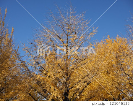 青空に映えるイチョウ 121046133