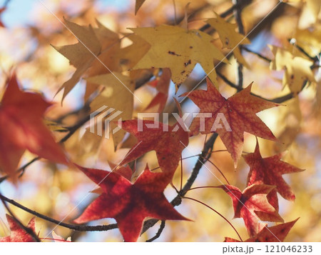 紅葉したモミジの葉 紅葉したモミジの葉 121046233