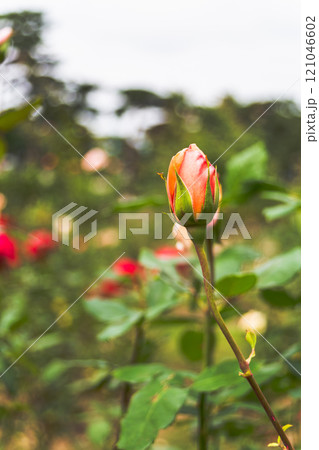 赤いバラ 121046602