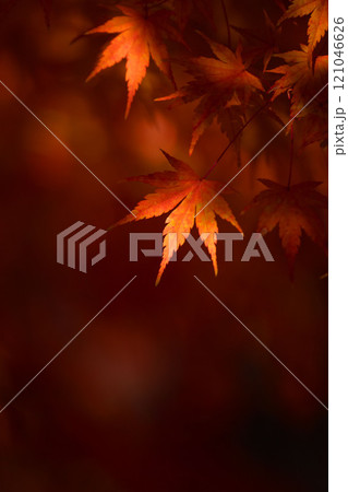 紅葉したモミジの葉のクローズアップとコピースペース 121046626