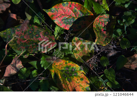 里の秋 里の秋 121046644