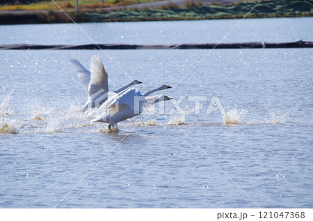 水面を滑走して飛び立つ白鳥のスタートダッシュ 121047368