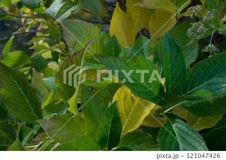 緑の生い茂った葉 121047426