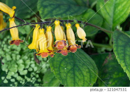 マツムラソウ マツムラソウ 121047531