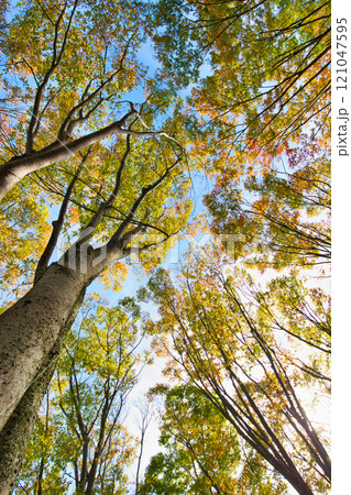 紅葉に囲まれた県立図書館 紅葉に囲まれた県立図書館 121047595