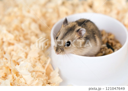 Cute brown hamster sitting in a cage Cute brown hamster sitting in a cage 121047649