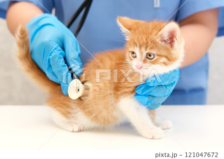 veterinarian listening with stethoscope veterinarian listening with stethoscope 121047672