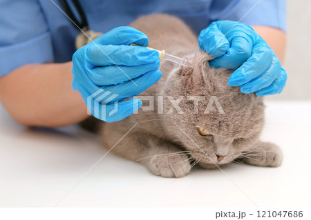 veterinarian checking ears of gray Scottish cat veterinarian checking ears of gray Scottish cat 121047686