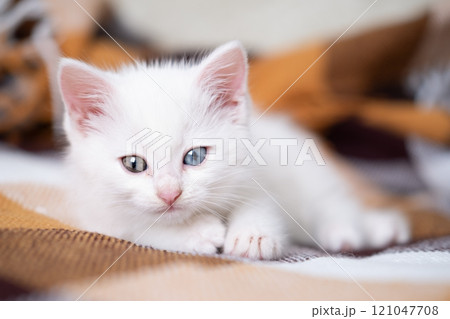 White cute kitten lies on a checkered blanket White cute kitten lies on a checkered blanket 121047708