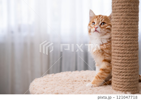Cute red kitten on a light background 121047718