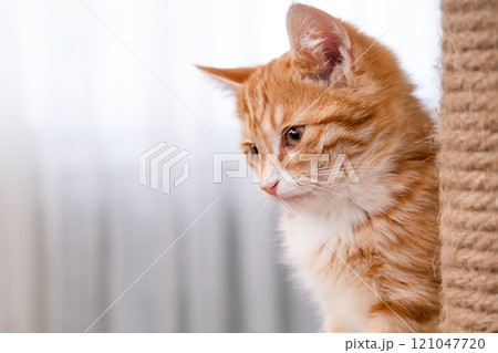 Cute red kitten on a light background Cute red kitten on a light background 121047720