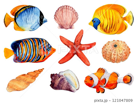 Watercolor set of seashells and fish on a white background. Inhabitants of coral reefs, tropical underwater animals. Bright elements for your menu, packaging, textiles or summer design. 121047809