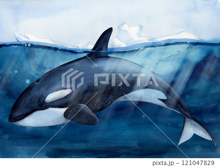 Killer whale (Orcinus orca), against the background of ice drifting in the ocean. Iceberg with a view under water. Watercolor illustration. A wild killer whale swims in the water, exposing its fin Killer whale (Orcinus orca), against the background of ice drifting in the ocean. Iceberg with a view under water. Watercolor illustration. A wild killer whale swims in the water, exposing its fin 121047829