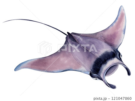 Manta ray, giant sea devil. The stingray isolated on a white background. Hand drawn watercolor illustration. Manta ray, giant sea devil. The stingray isolated on a white background. Hand drawn watercolor illustration. 121047860