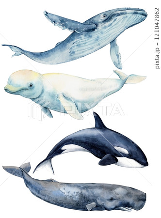 Large mammals, inhabitants of the seas and oceans. Killer whale (Orcinus orca), sperm whale, beluga whale and humpback whale on a green background. Watercolor illustration. Large mammals, inhabitants of the seas and oceans. Killer whale (Orcinus orca), sperm whale, beluga whale and humpback whale on a green background. Watercolor illustration. 121047862