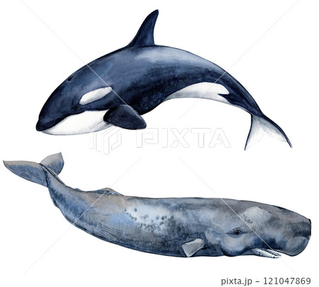 Killer whale (Orcinus orca) and sperm whale, realistic watercolor illustration. Wild inhabitants of the seas and oceans. Isolated image on a white background. Killer whale (Orcinus orca) and sperm whale, realistic watercolor illustration. Wild inhabitants of the seas and oceans. Isolated image on a white background. 121047869