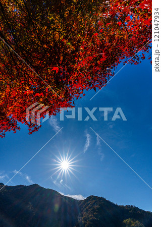赤く染まったモミジと青空のコピースペース 121047934