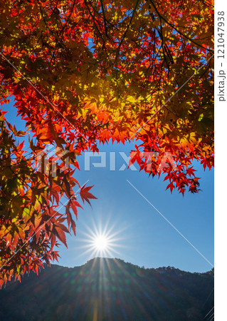 赤く染まったモミジと青空のコピースペース 121047938
