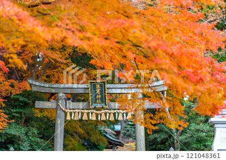 塩釜神社 鳥居 紅葉 秋 塩釜神社 鳥居 紅葉 秋 121048361