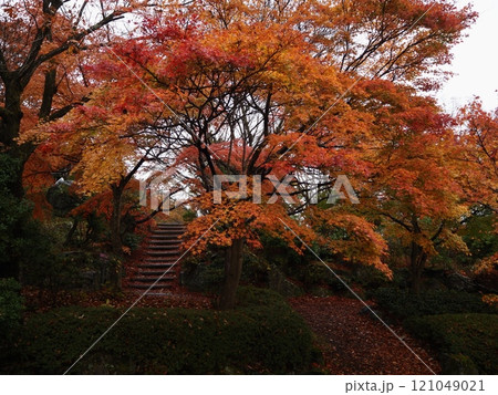 雨に濡れる紅葉 121049021