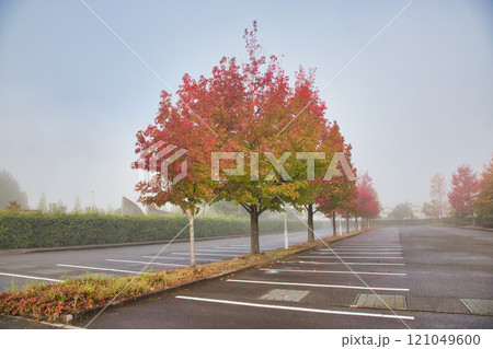 朝霧に包まれた紅葉の市立美術館 朝霧に包まれた紅葉の市立美術館 121049600