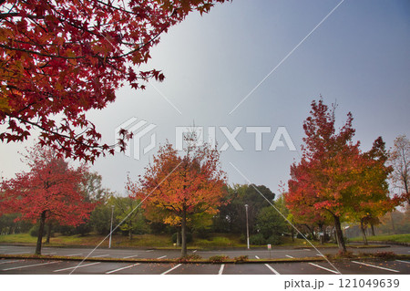 朝霧に包まれた紅葉の市立美術館 朝霧に包まれた紅葉の市立美術館 121049639