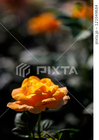 Closeup nature view of roses in garden. 121049684