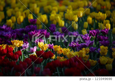 colorful tulips flowering in the garden. 121049690