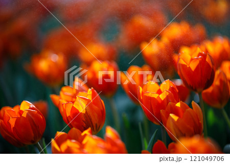 colorful tulips flowering in the garden. 121049706