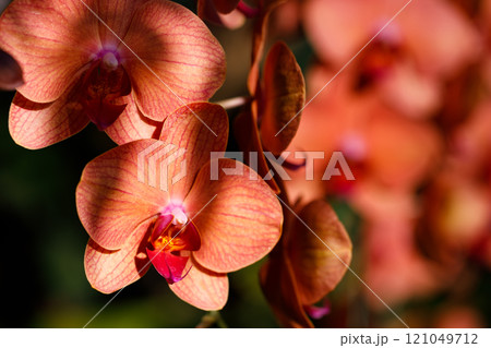 Closeup nature view of Orchids flowers in garden. Closeup nature view of Orchids flowers in garden. 121049712