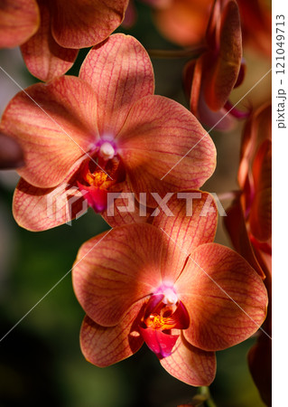 Closeup nature view of Orchids flowers in garden. 121049713