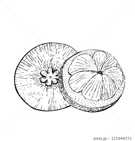 Open mangosteen with slices inside ink graphic vector composition isolated on white background. High quality hand drawn art for food design, packages, restaurant menu, fruit ads, label, logo and decor Open mangosteen with slices inside ink graphic vector composition isolated on white background. High quality hand drawn art for food design, packages, restaurant menu, fruit ads, label, logo and decor 121049772