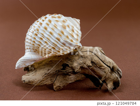 Tonna Dolium Shell on Driftwood Tonna Dolium Shell on Driftwood 121049784