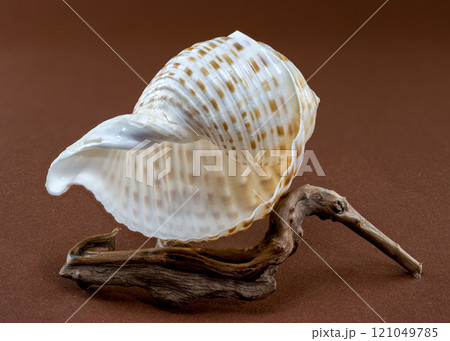 Tonna Dolium Shell on Driftwood Tonna Dolium Shell on Driftwood 121049785