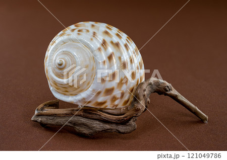 Tonna Dolium Shell on Driftwood 121049786