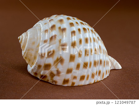 Tonna Dolium Sea Shell Close-Up on brown Tonna Dolium Sea Shell Close-Up on brown 121049787
