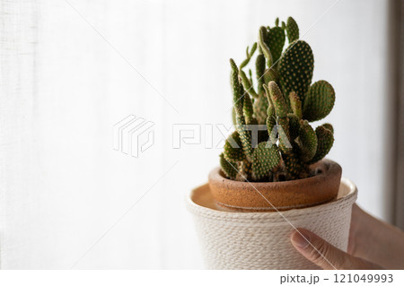 サボテンの鉢植えを持って窓際に立っている女性の手元 121049993