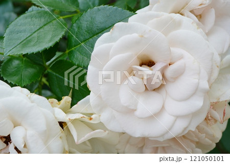 春のバラ園に咲く白い薔薇 121050101
